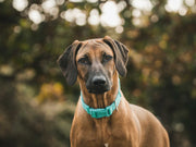 Freedog Basic Nylon Collar Turquoise XXS 0.8x10 20cm - Zgarda