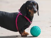 Freedog Bush Rubber Toy S 5.5CM - Minge