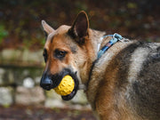 Freedog Teak Snack Ball Rubber Toy YELLOW 8CM