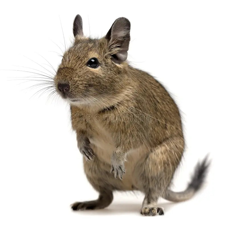Degu